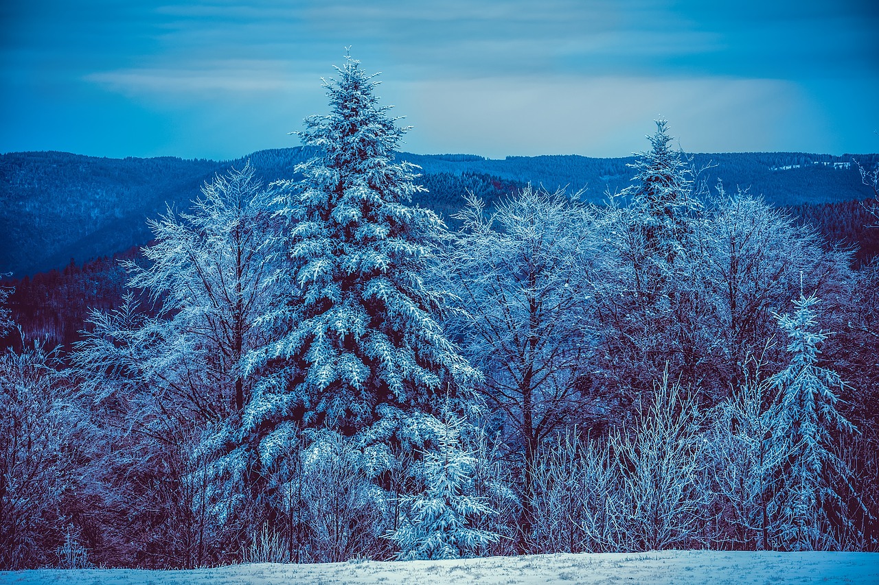 wintry  frozen  landscape free photo