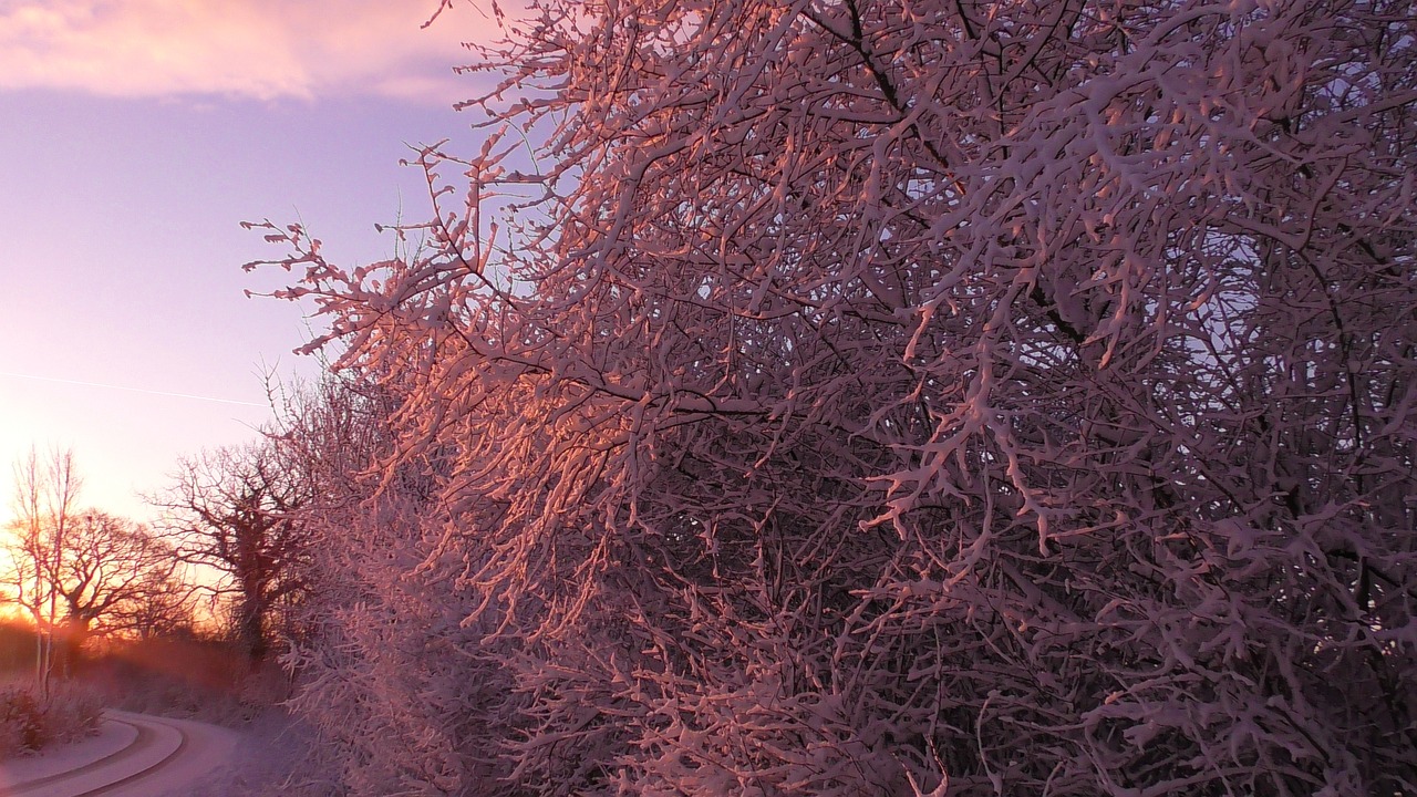 wintry  winter  snow free photo