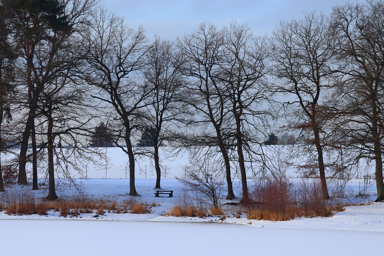 wintry  lakeside  frozen free photo