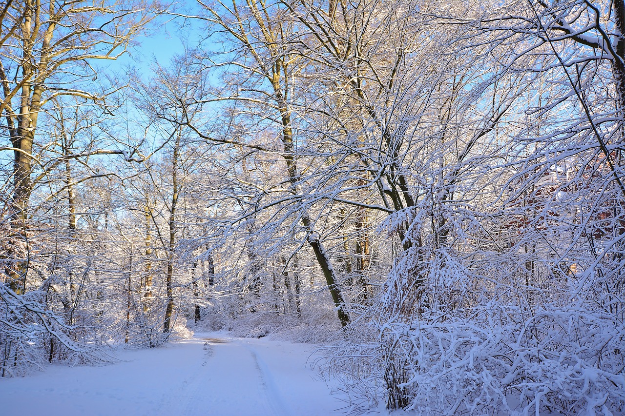 wintry  park  greiz free photo