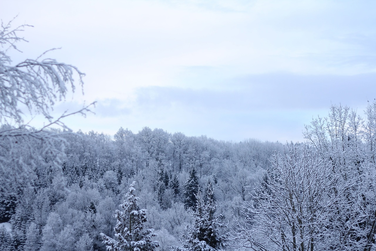 wintry winter forest sky free photo