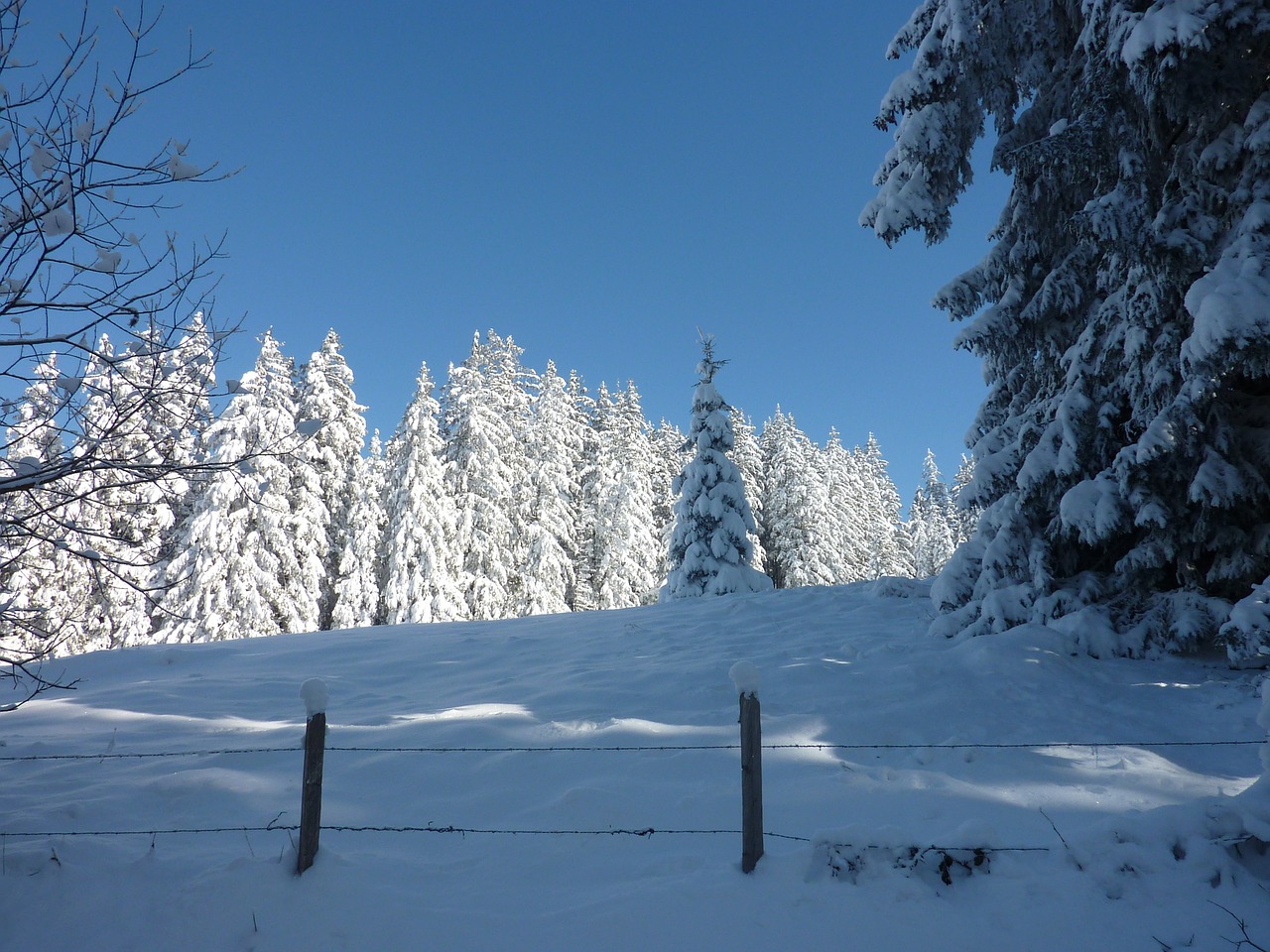 wintry snow trees free photo