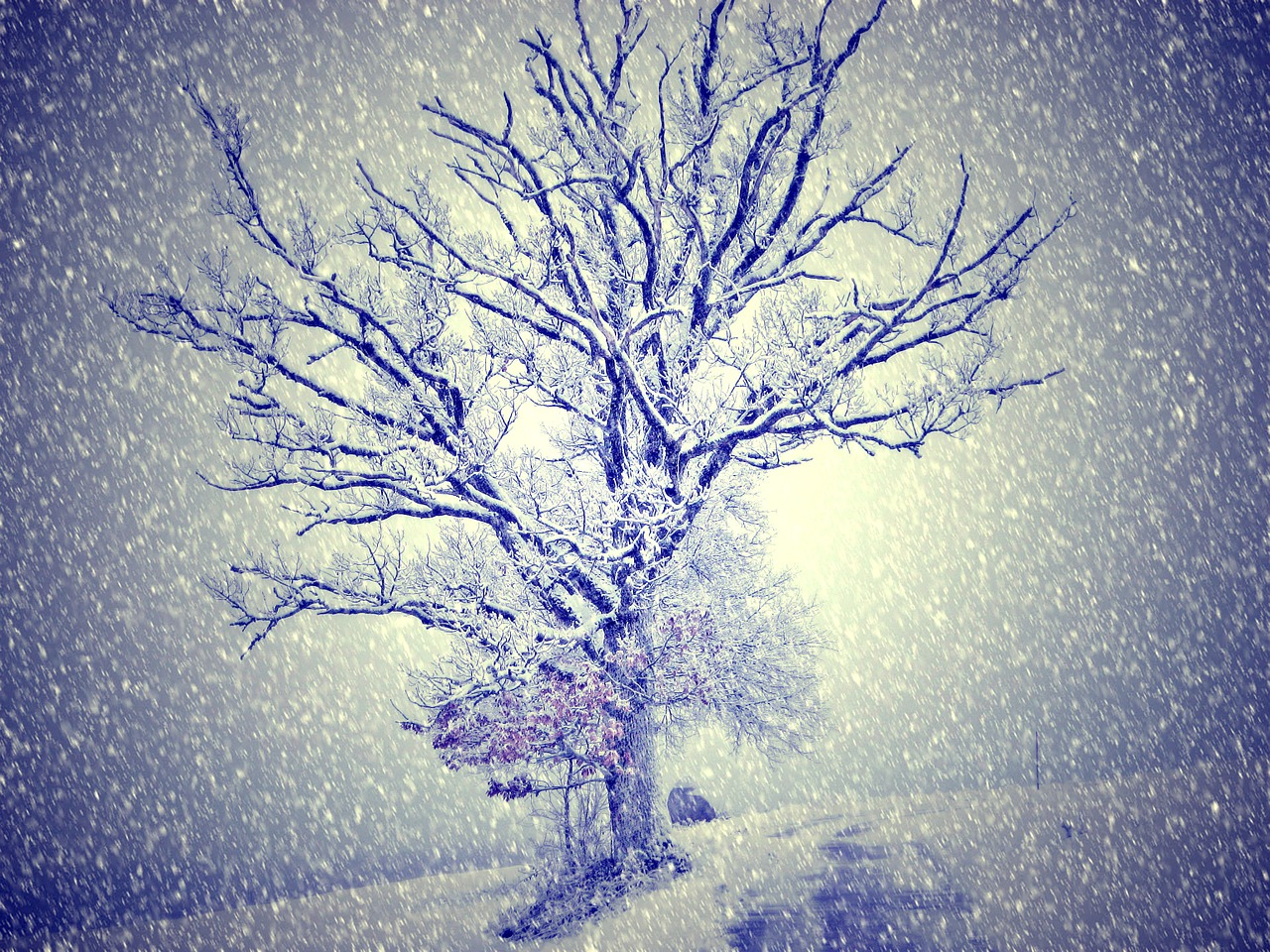 wintry snow tree free photo