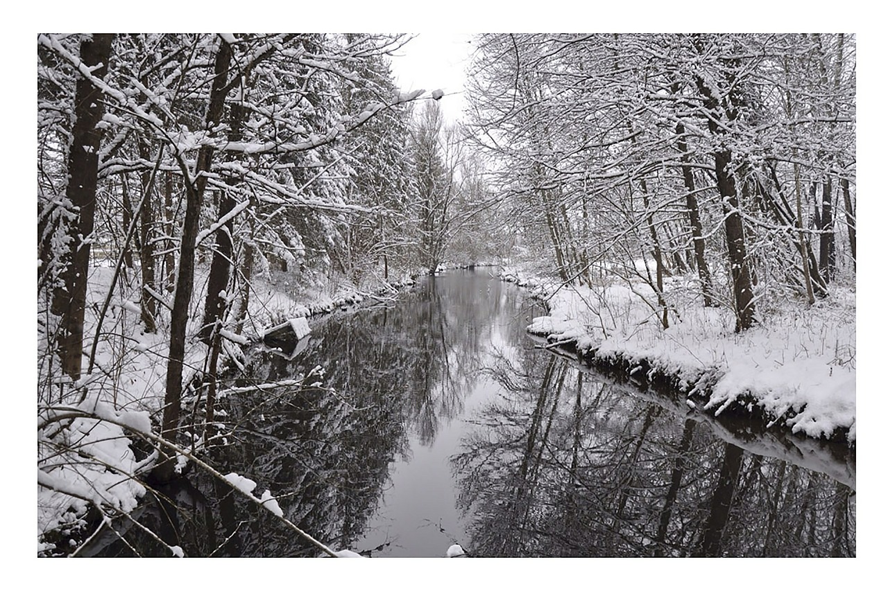 wintry trees river free photo