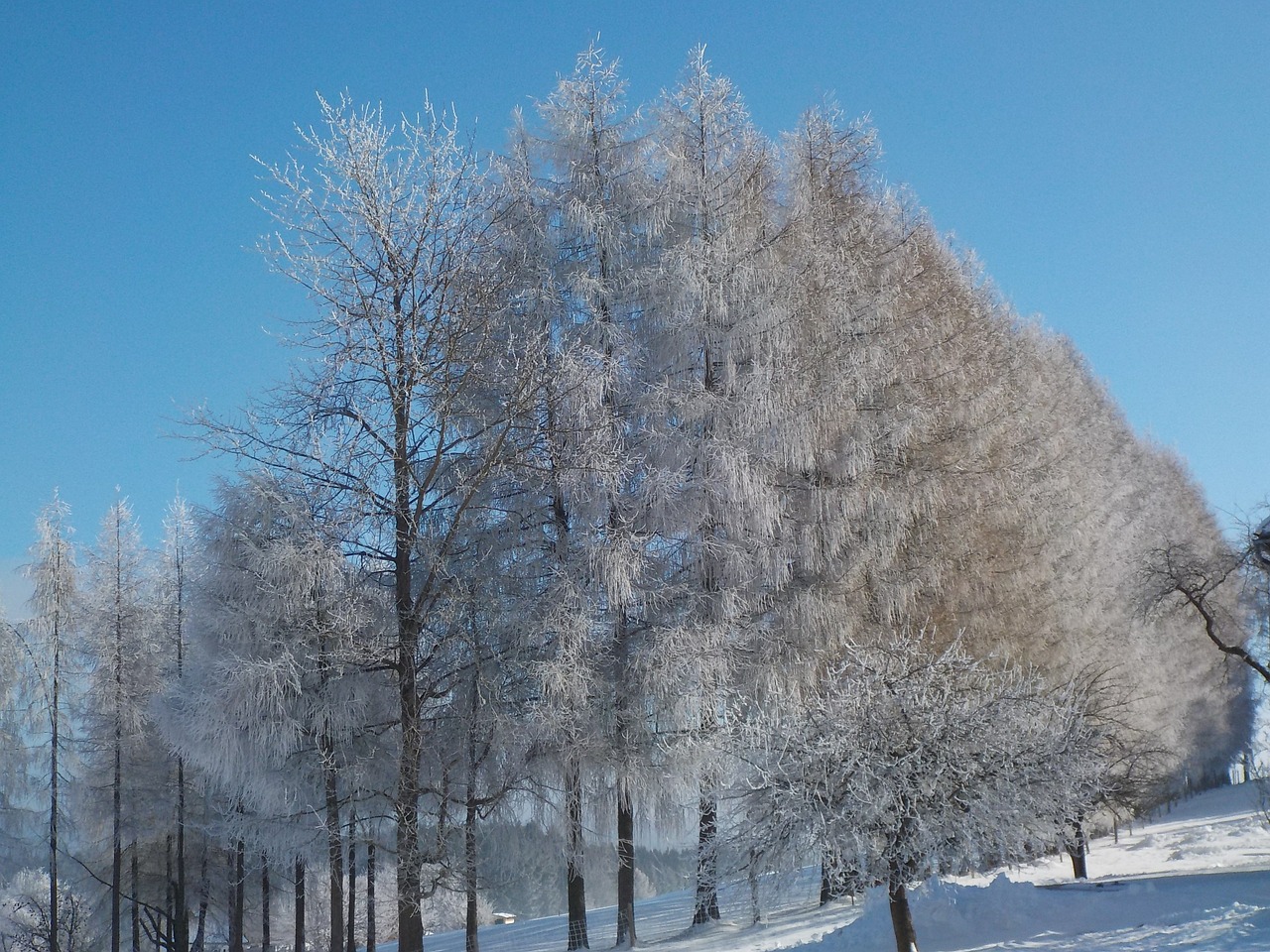 wintry snow frost free photo