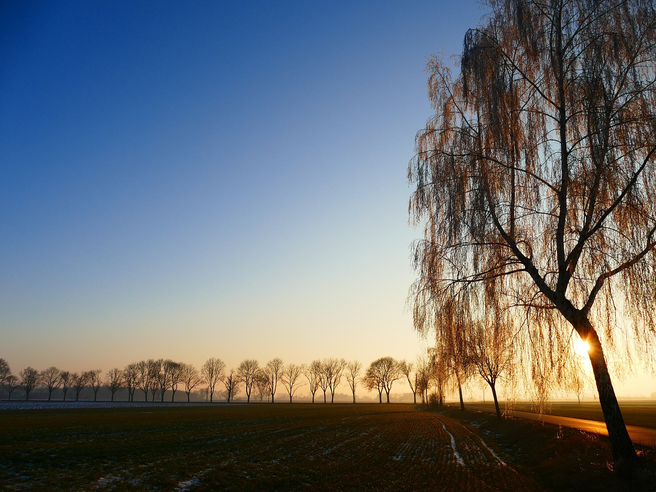 wintry sunset trees free photo