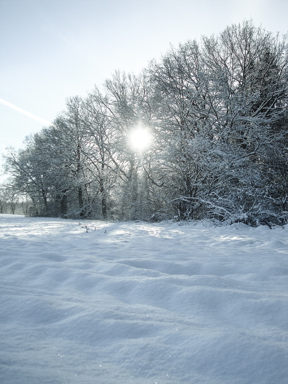 wintry snow trees free photo