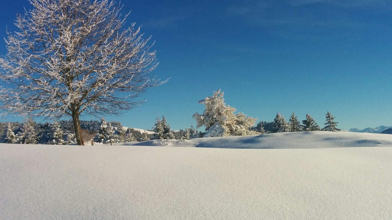 wintry tree switzerland free photo