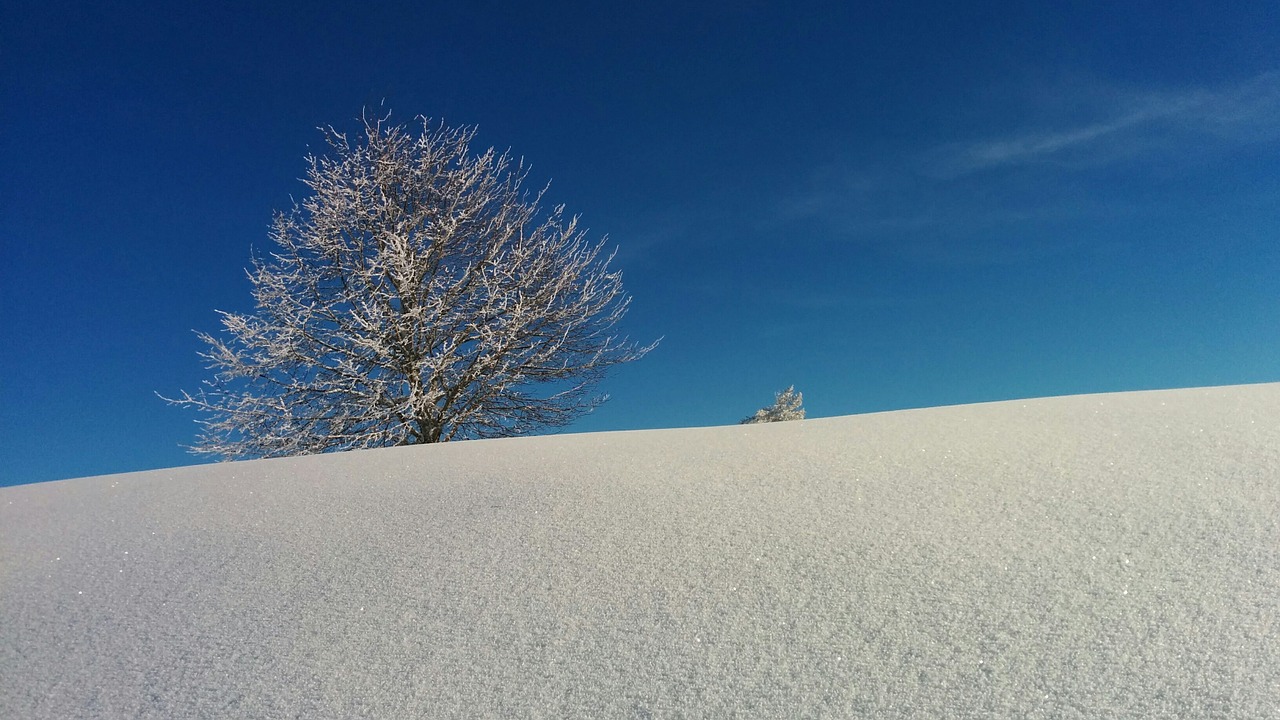 wintry tree switzerland free photo