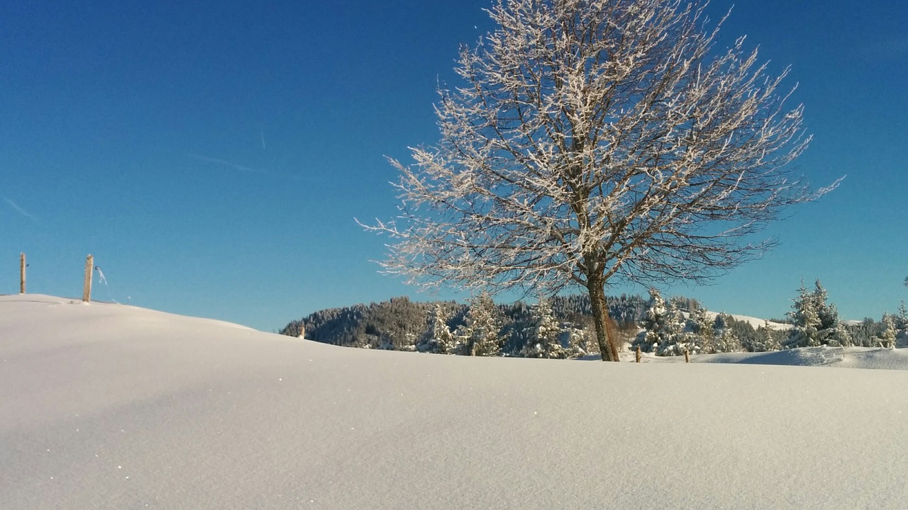 wintry tree switzerland free photo