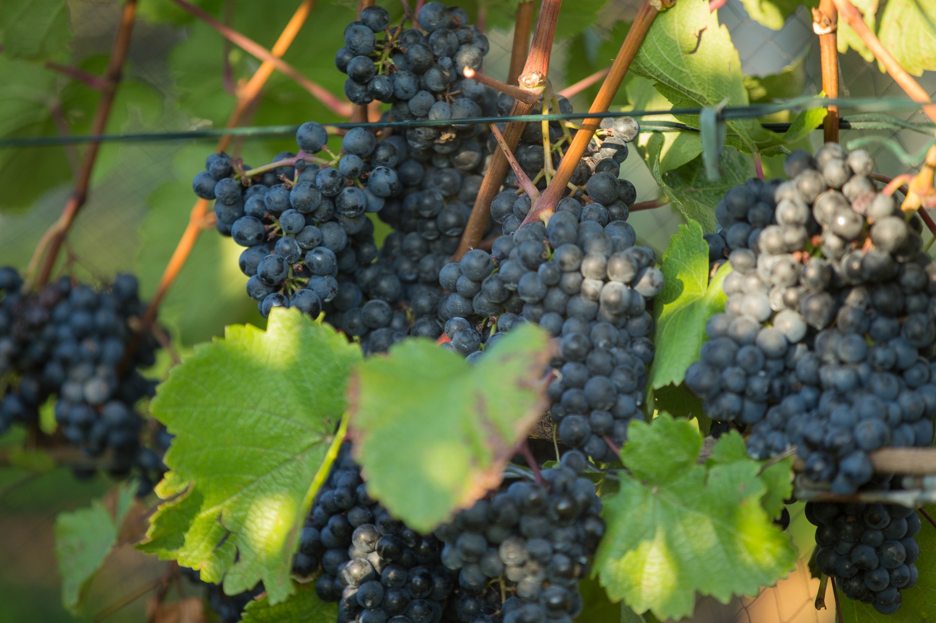 group hanging grapes free photo