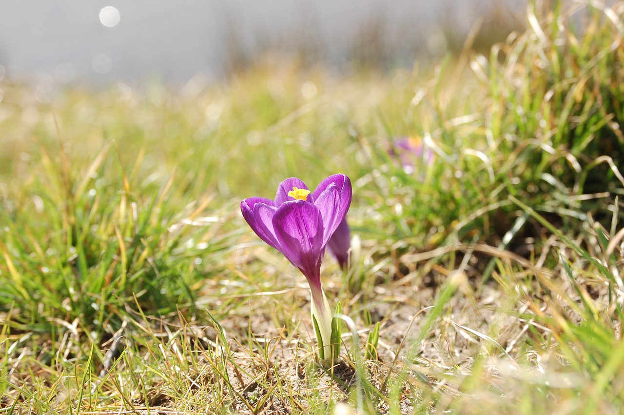 crocus medow spring free photo