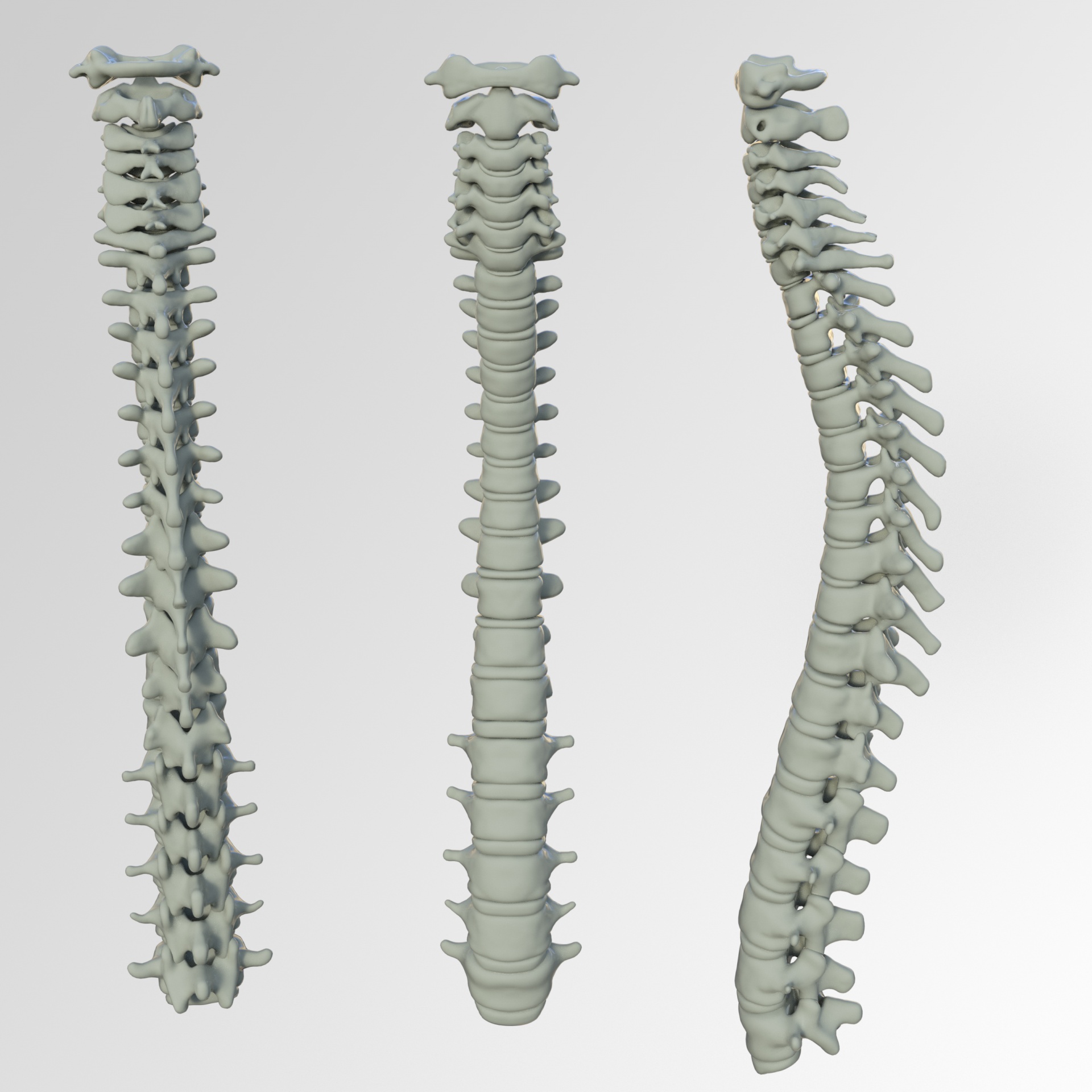 spine bones back pain free photo