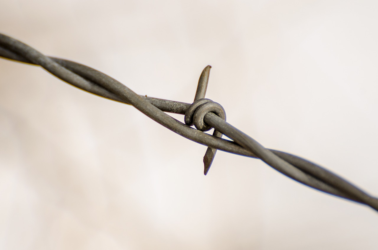 wire fence barbed wire free photo