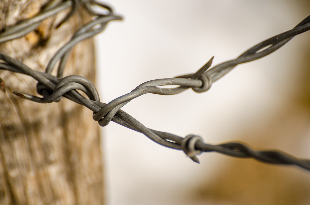 wire fence barbed wire free photo