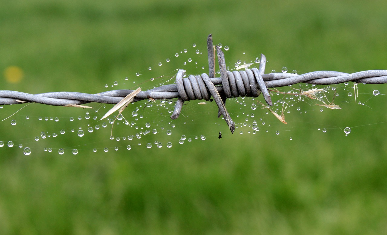 wire barbed wire fence free photo