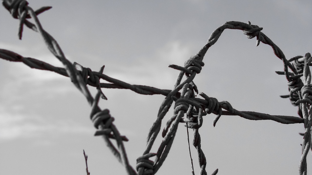 wire fence barbed free photo
