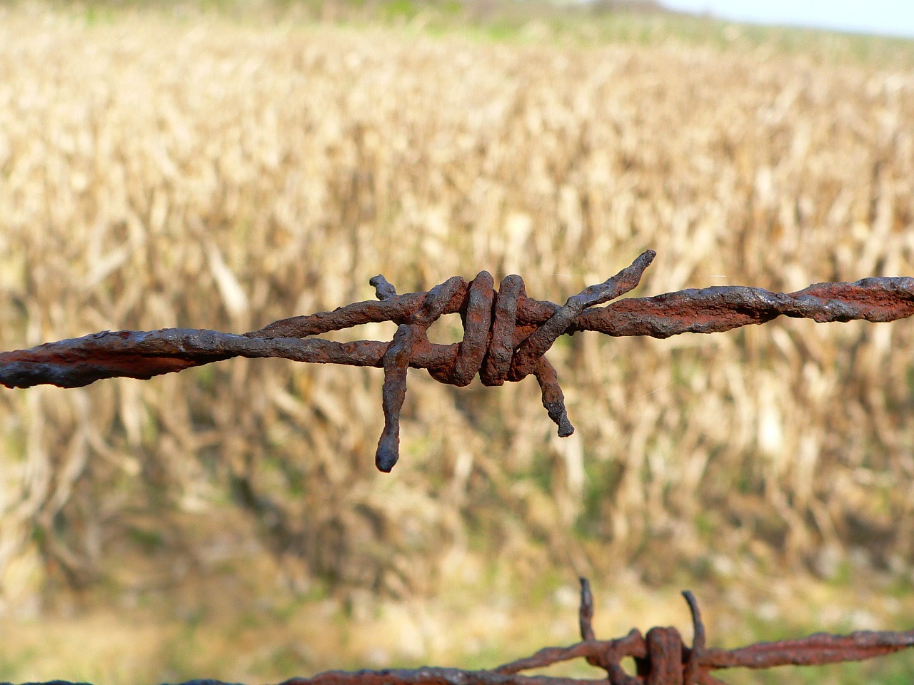 wire rusty field free photo