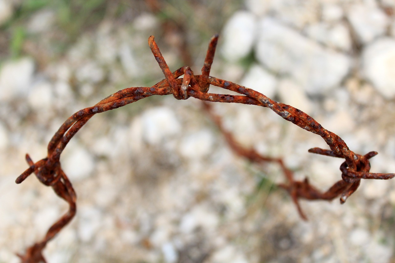 wire barbed wire stainless free photo