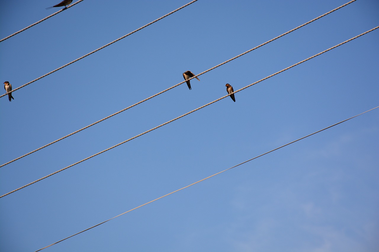 wire bird diagonal free photo