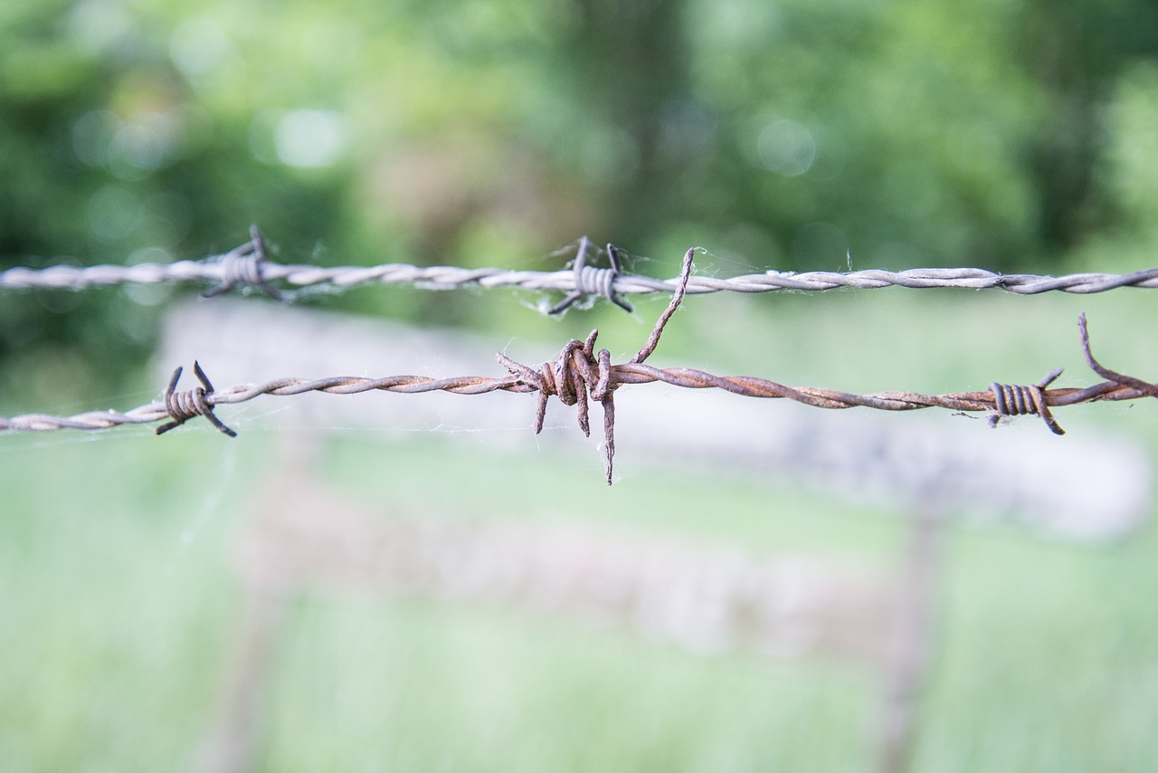 wire  barbed  fence free photo