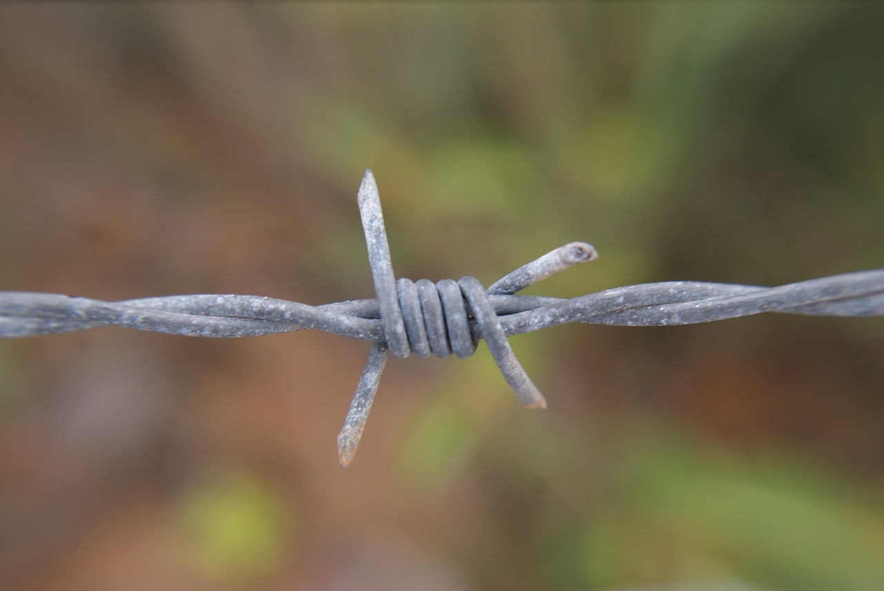 wire  barbed  metal free photo