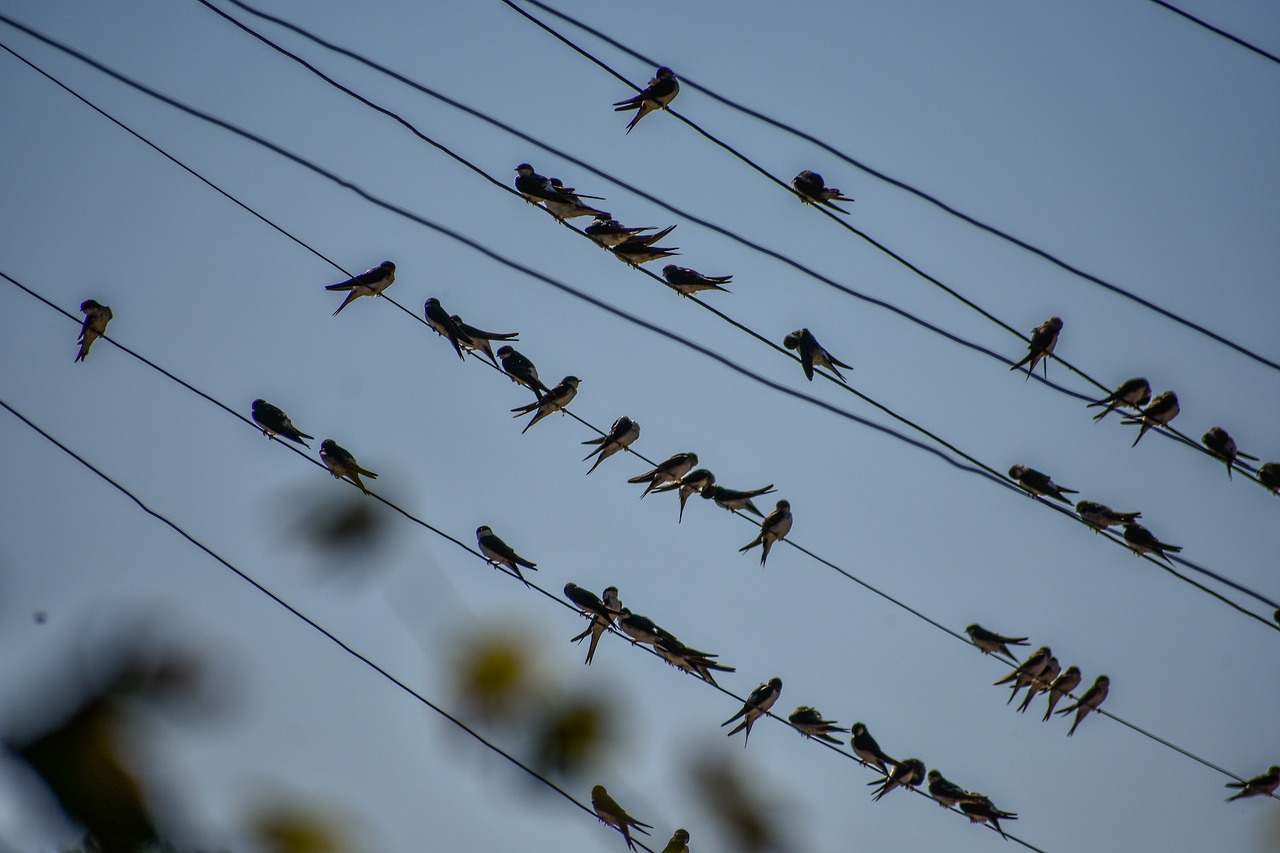 wire  bird  swallotail free photo