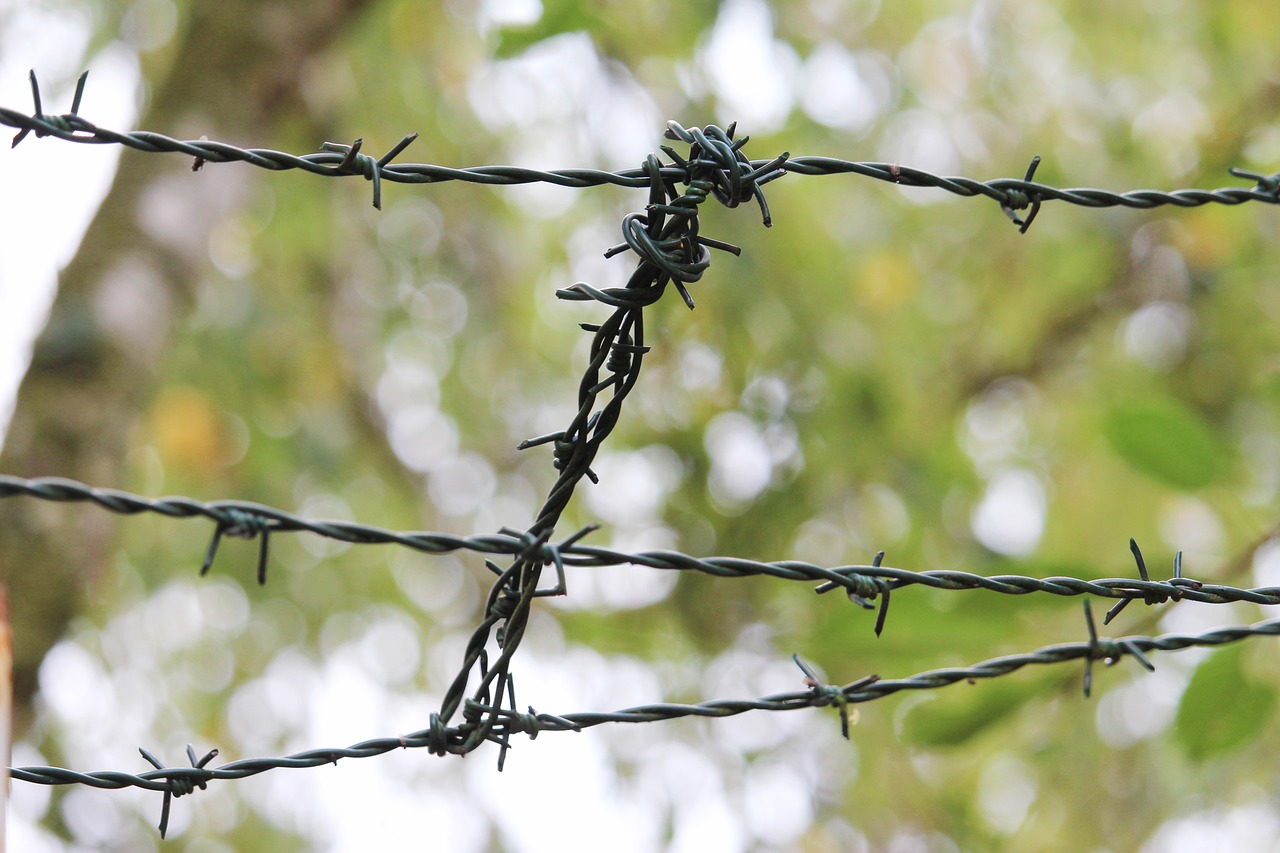 wire  spiny  fencing free photo