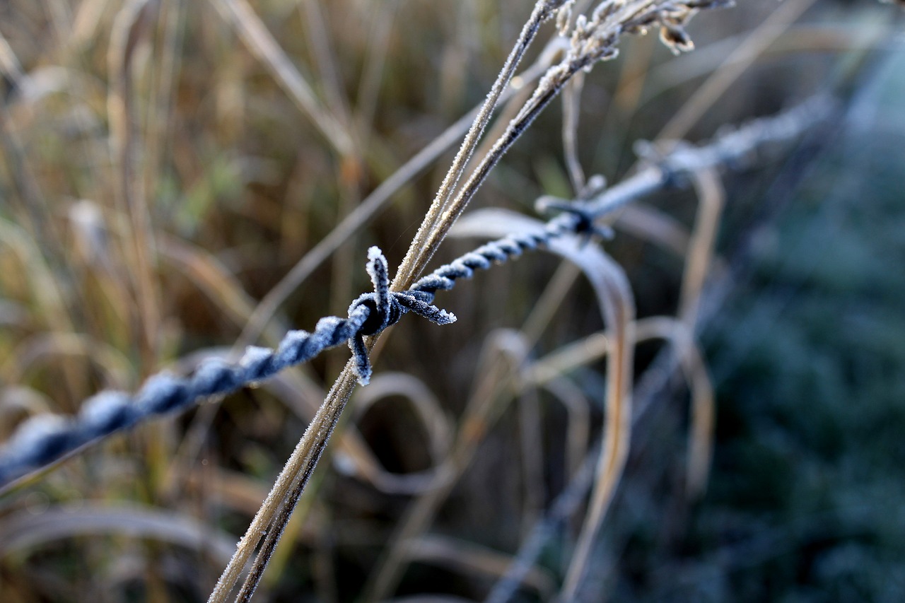 wire  fence  grass free photo