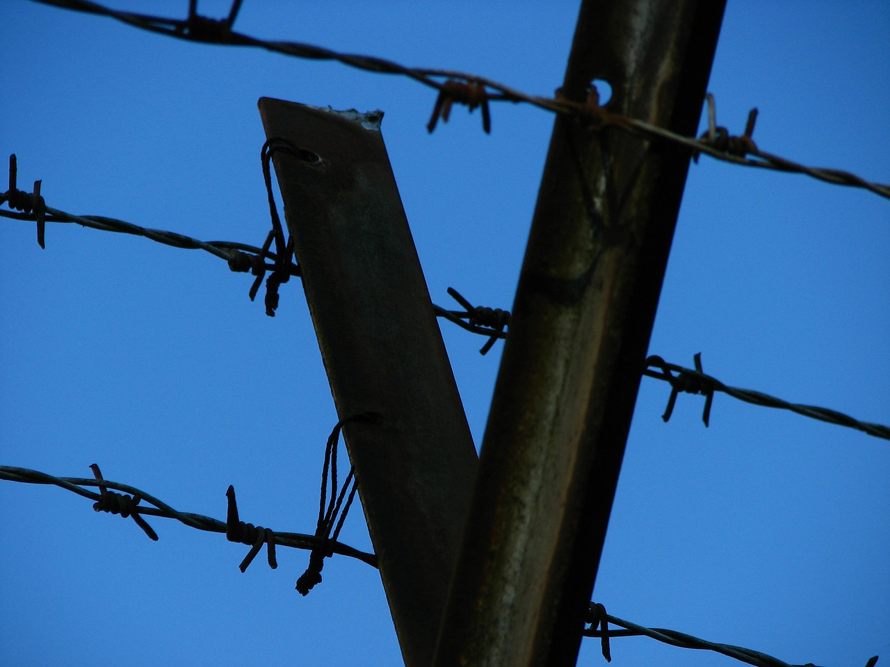 wire barbed wire fence free photo