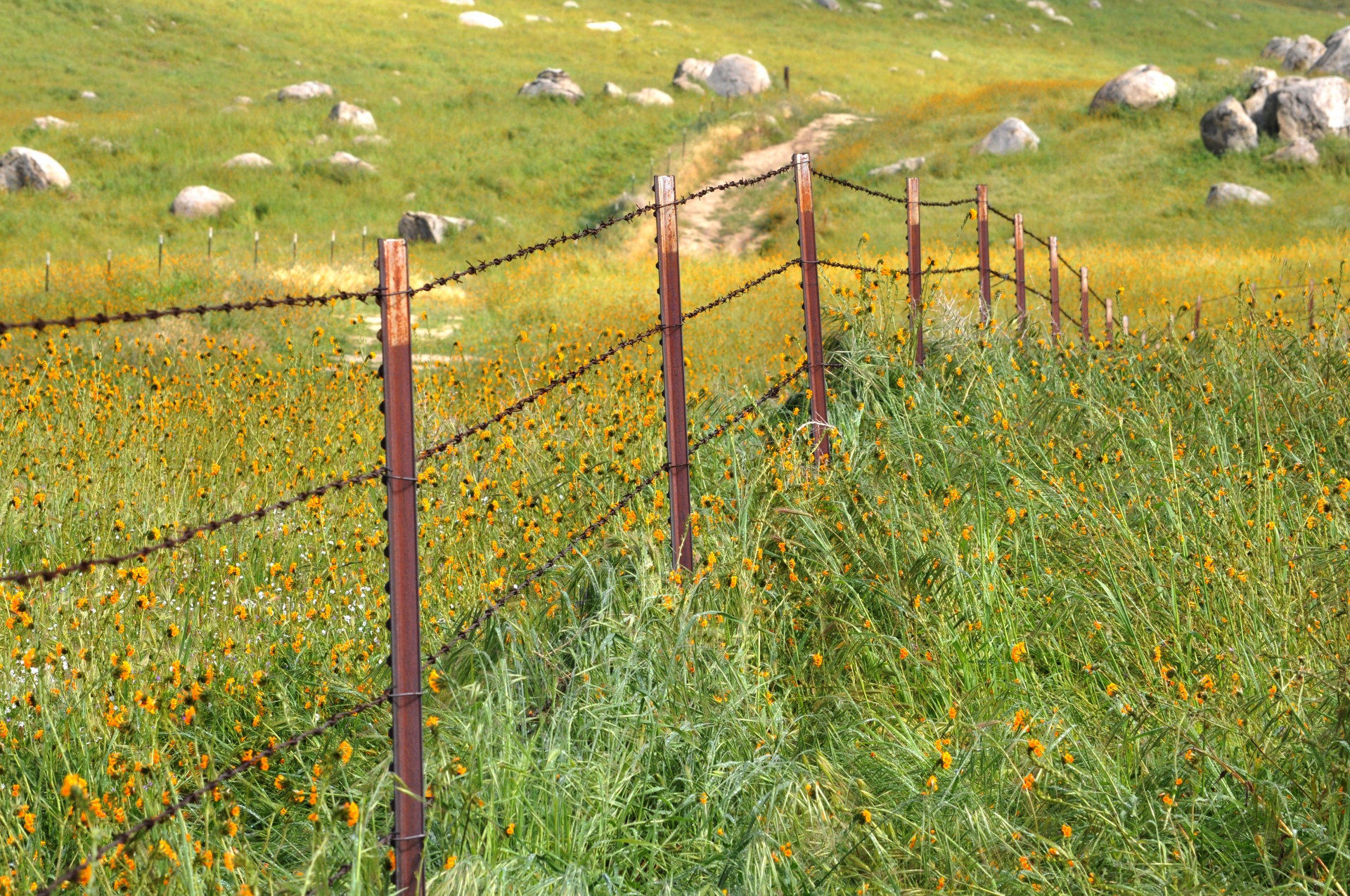 flowers yellow fence free photo