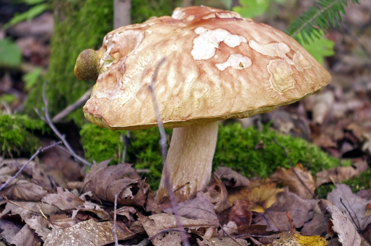 wisconsin mushroom  fungus  forest free photo