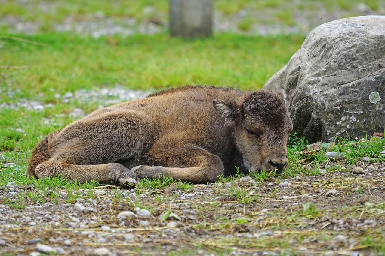 wisent young animal calf free photo