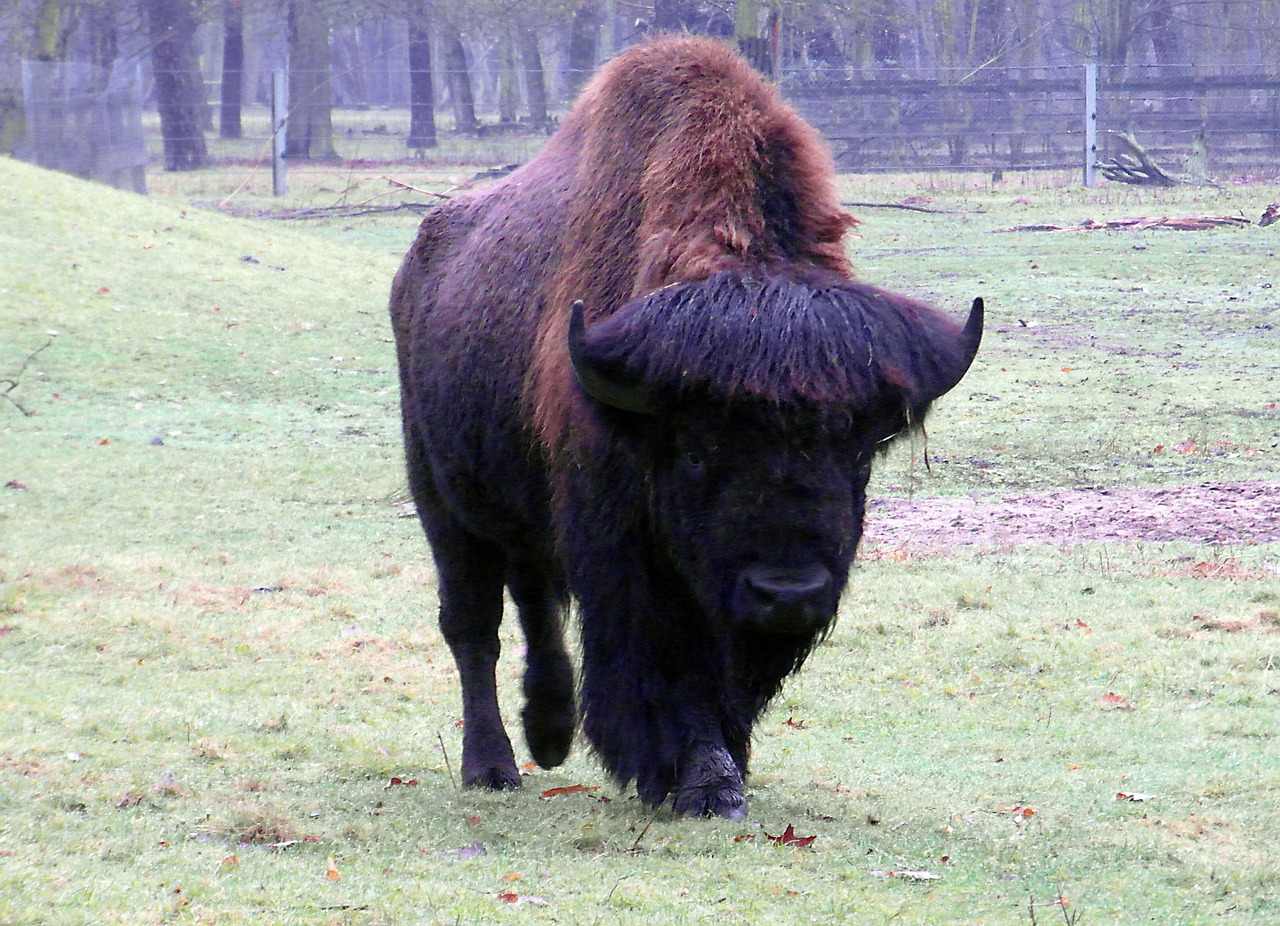 wisent buffalo large free photo