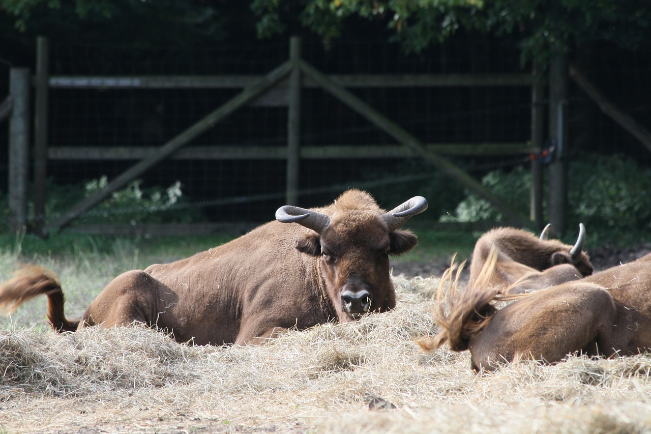 wisent warburg european bison show reserve free photo