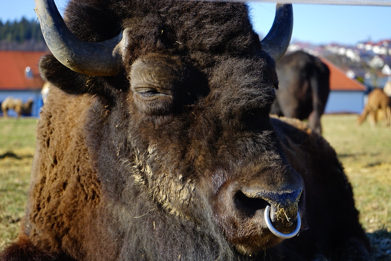 wisent european bison bison free photo