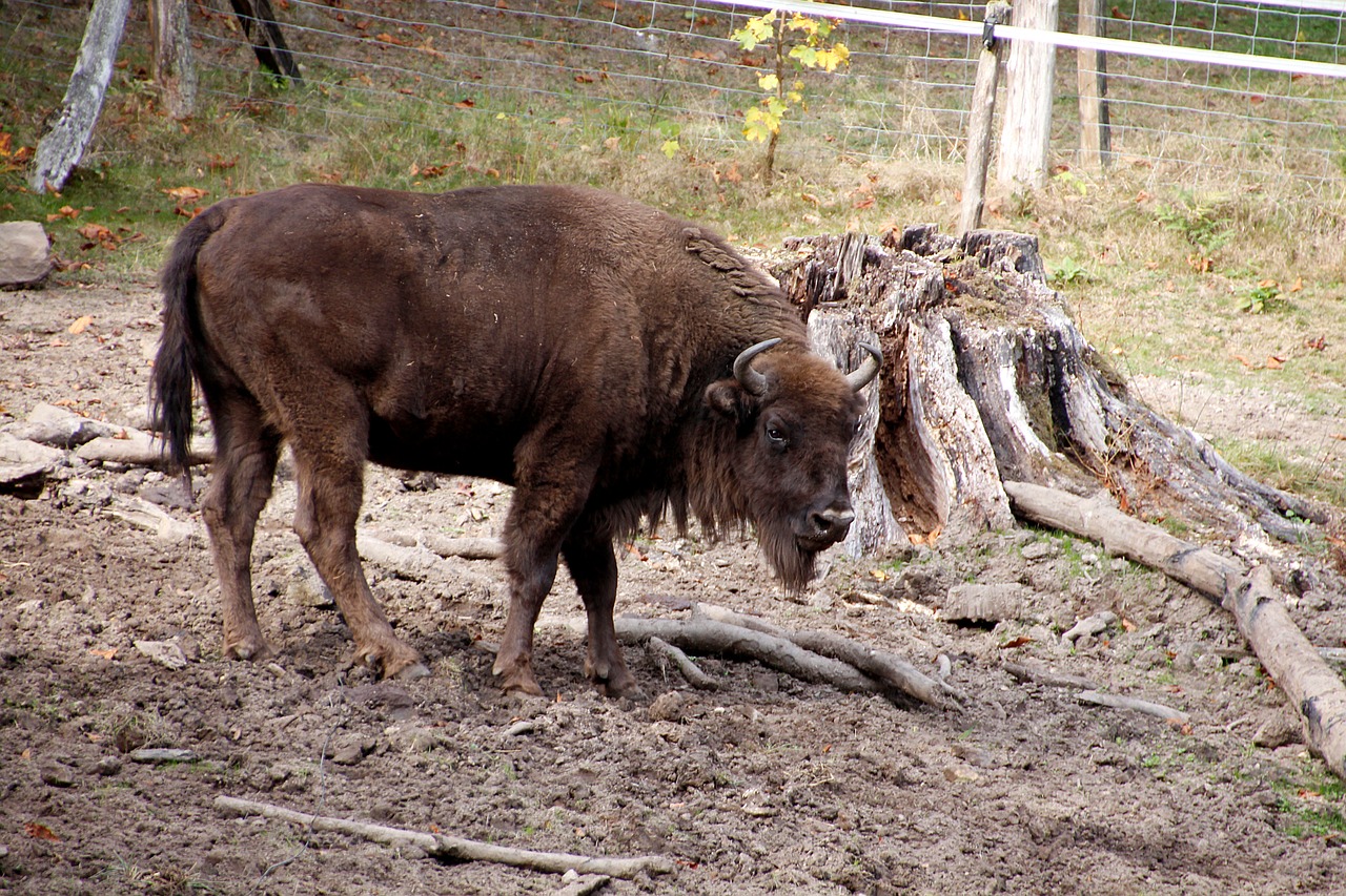 wisent  animal  wild free photo