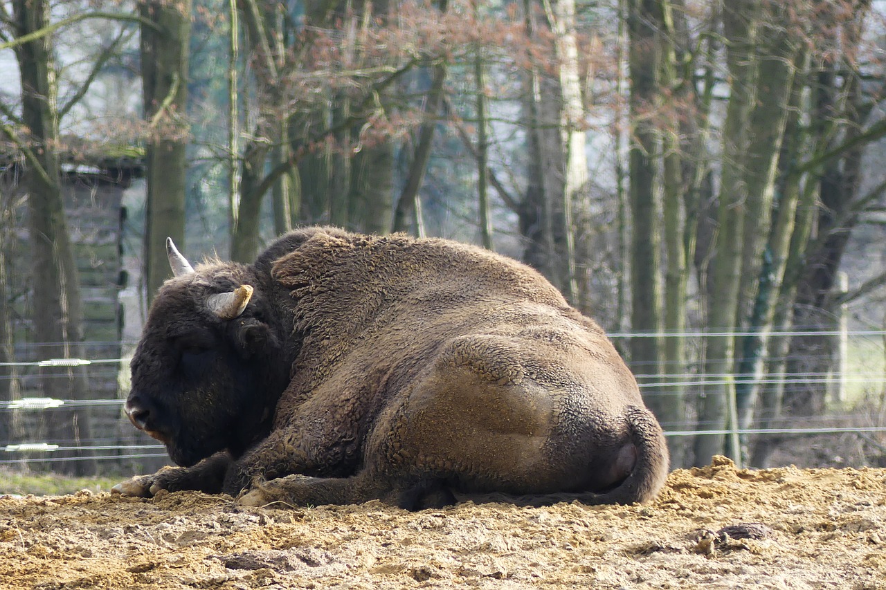 wisent  european bison show reserve  nature free photo