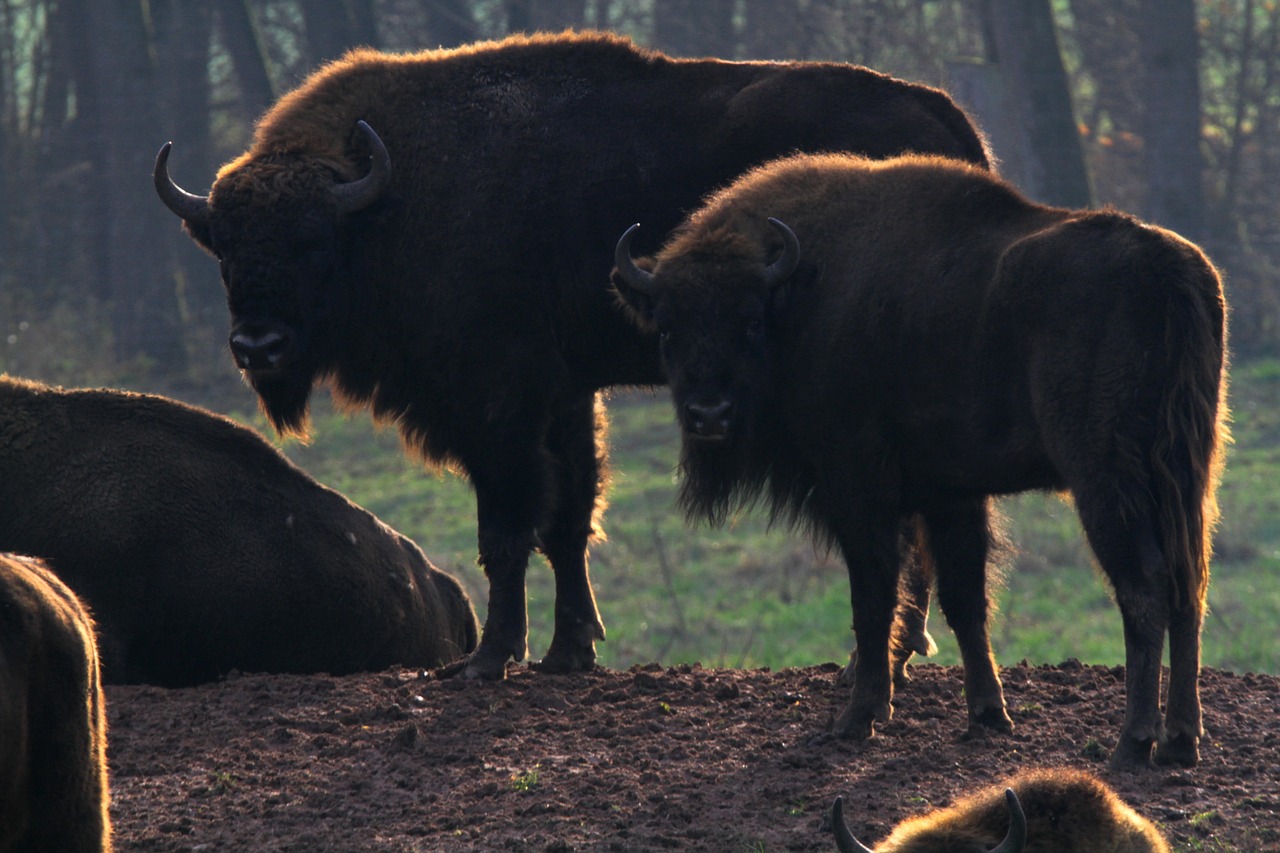wisent  buffalo  bison free photo