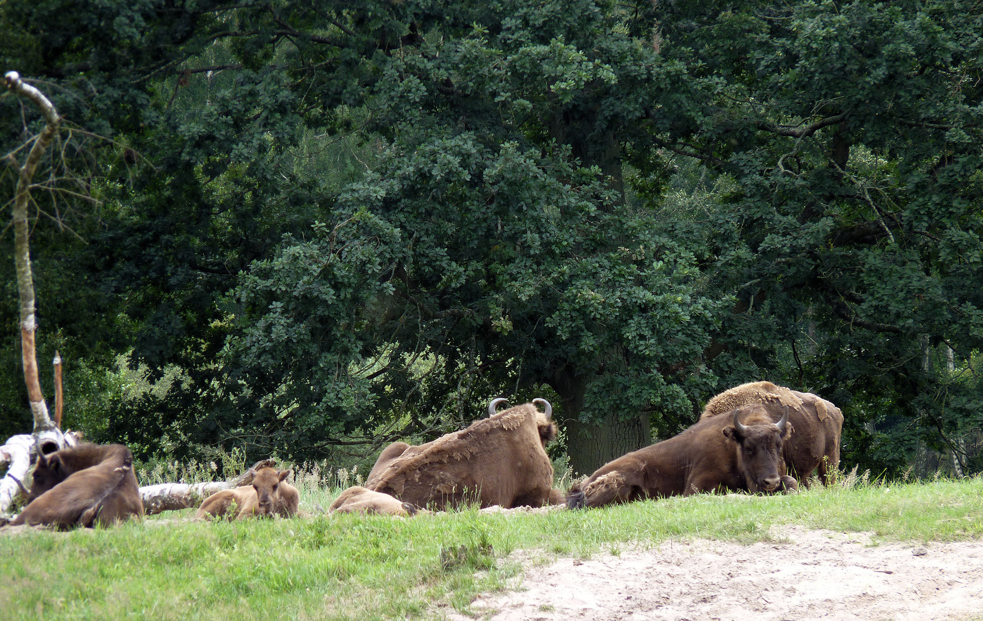 bison young mecklenburg free photo