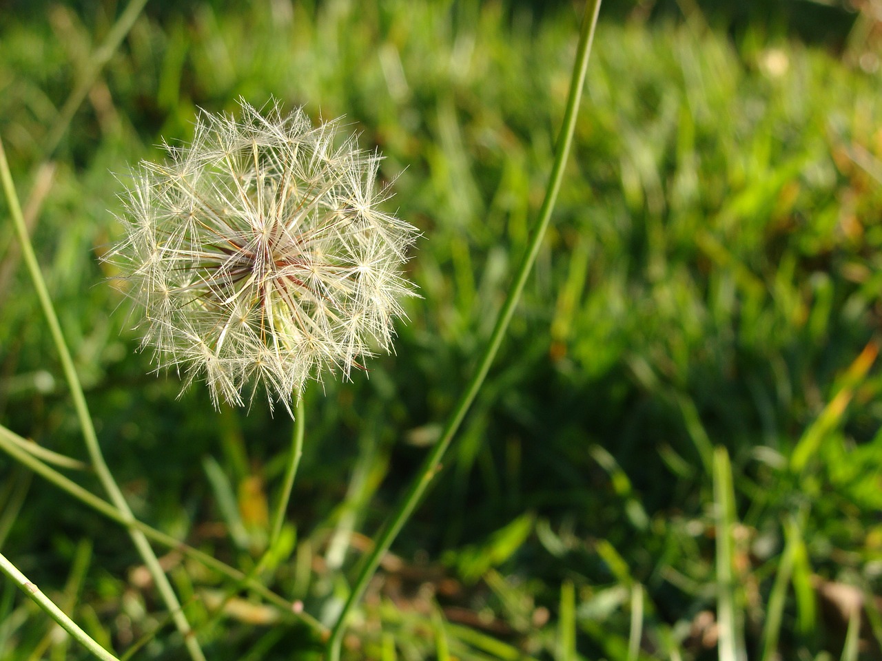 wish flower weeds free photo