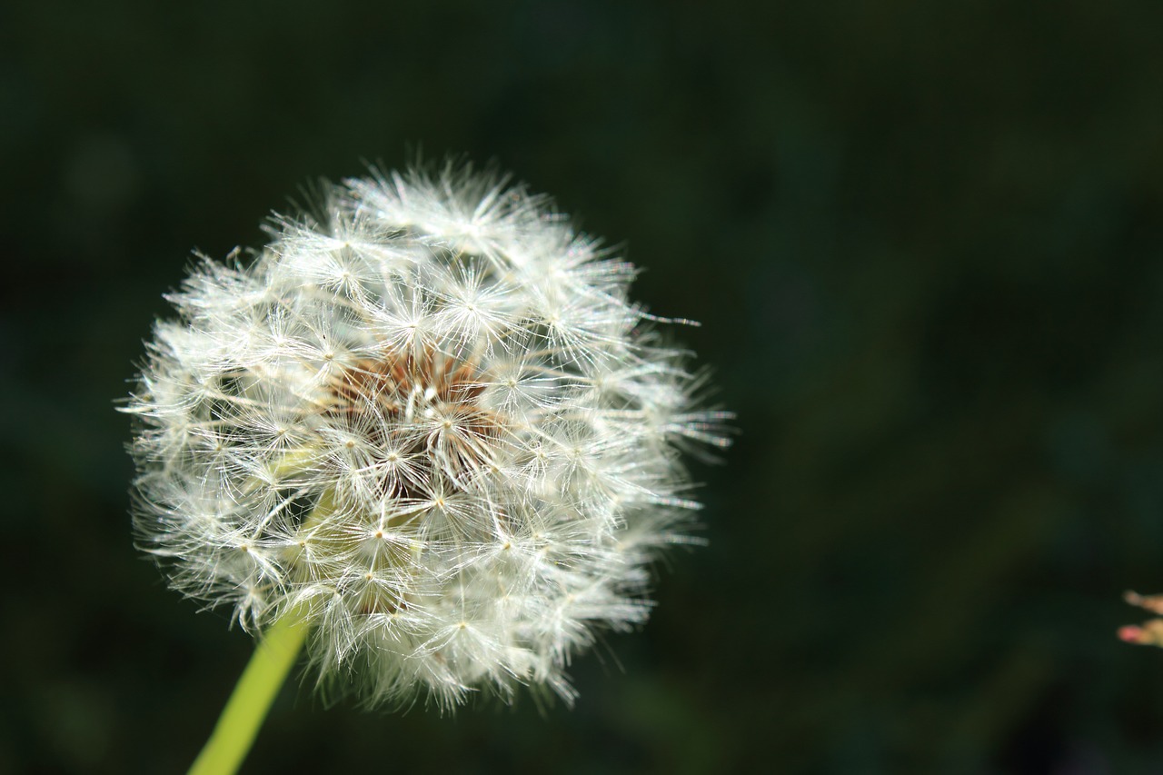 wish dandelion blow free photo