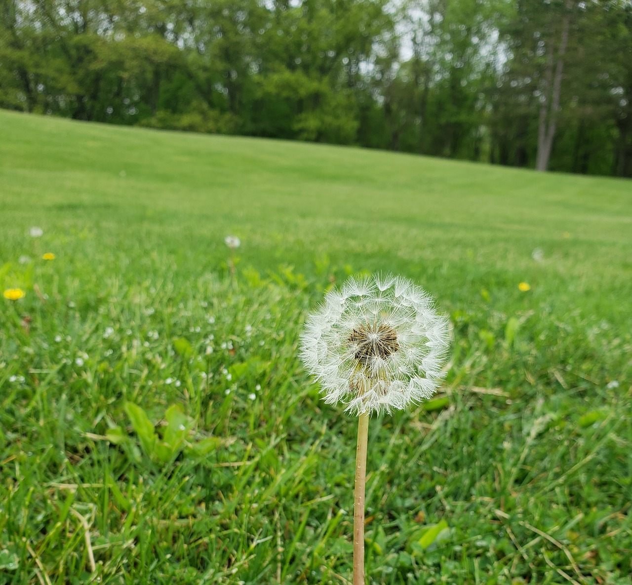 wish  dandelion  dew free photo