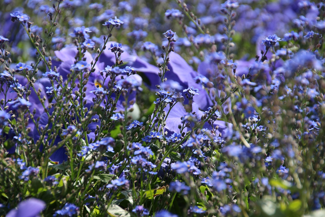 wishbone flower blue spring free photo