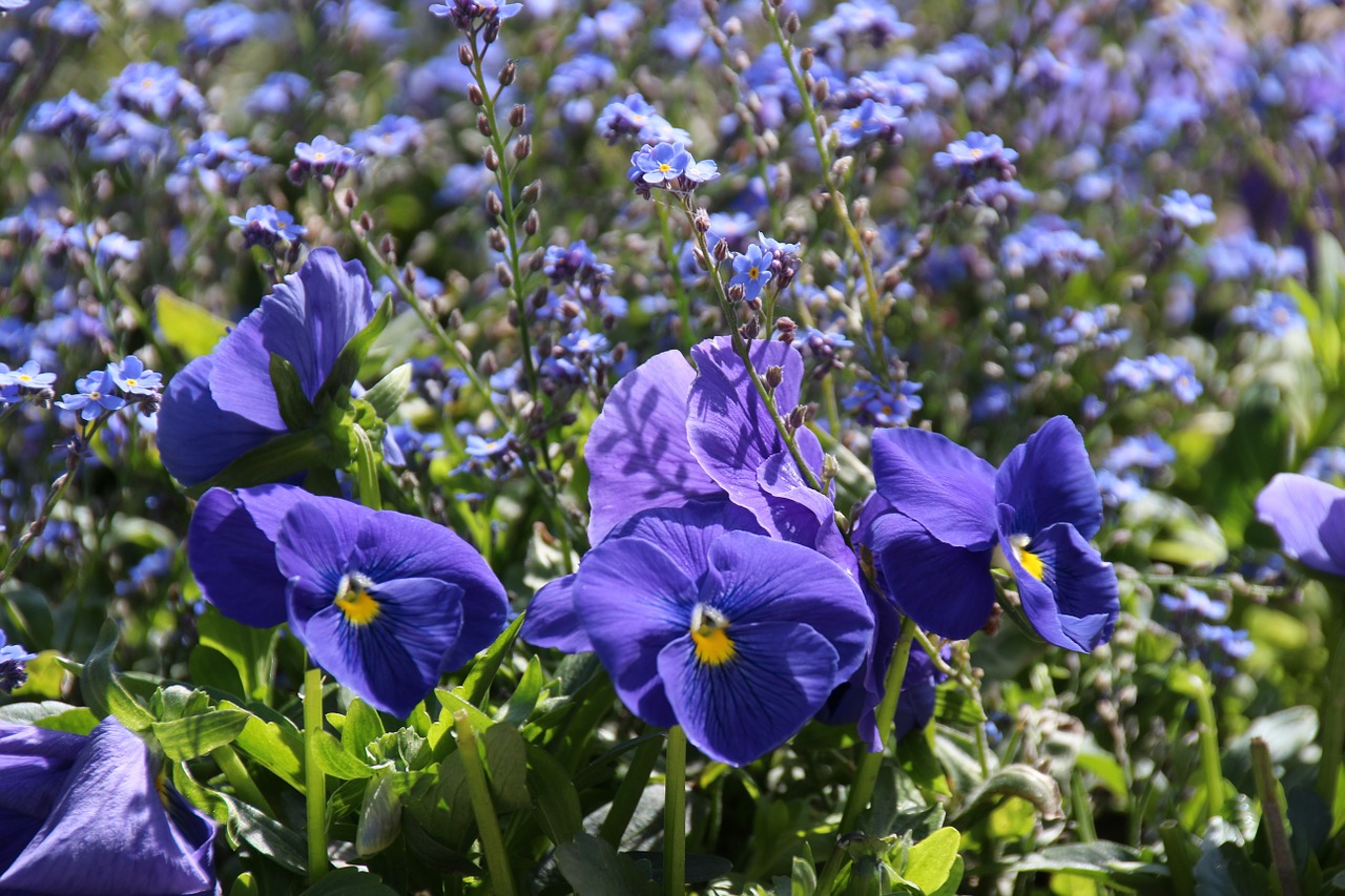 wishbone flower violet pansy free photo