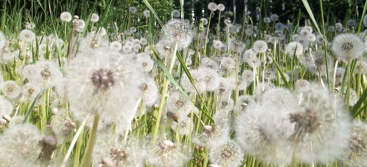 dandelions field wish free photo