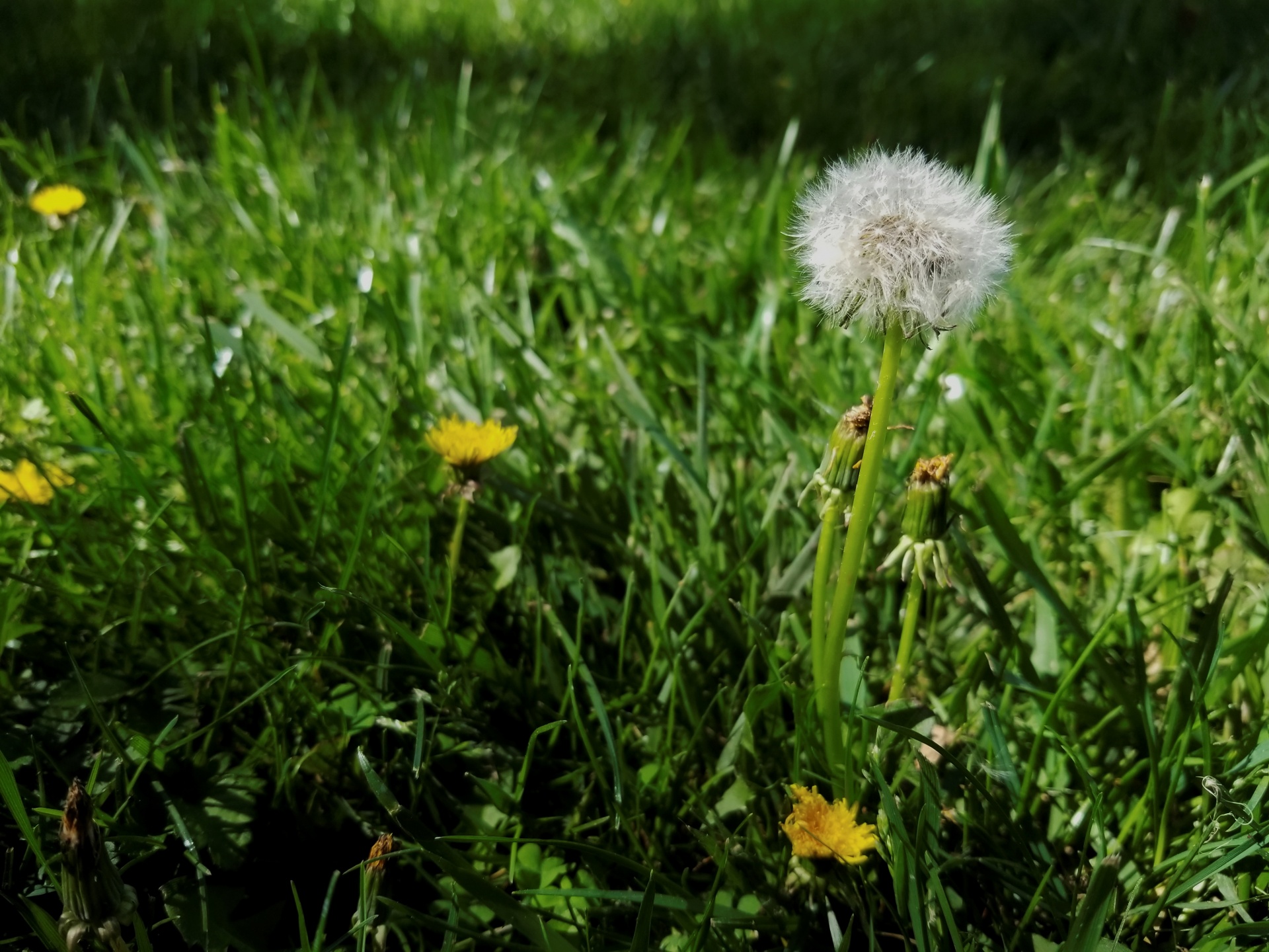 dandelion green grass bloom free photo