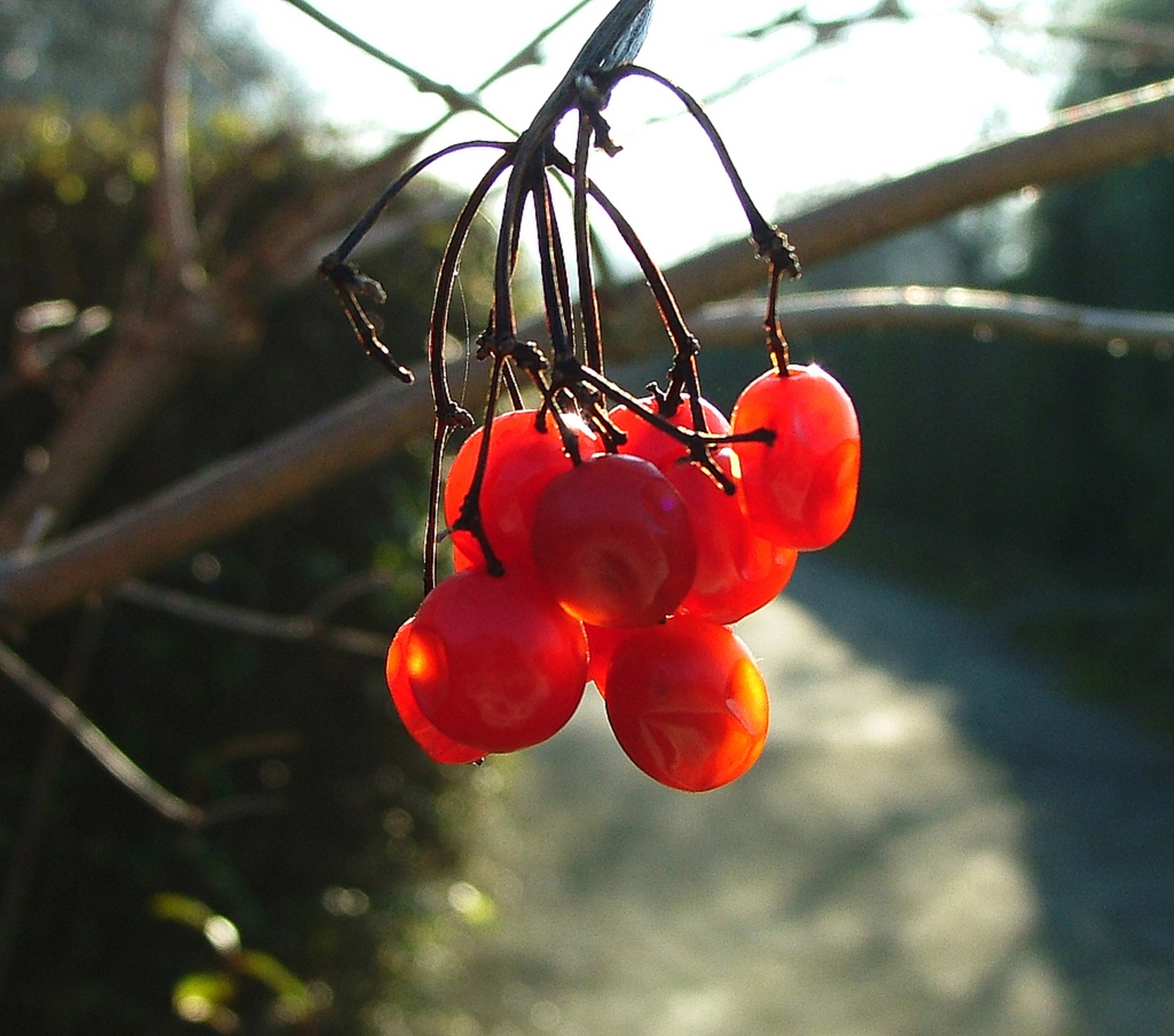 juicy red cherries branch free photo