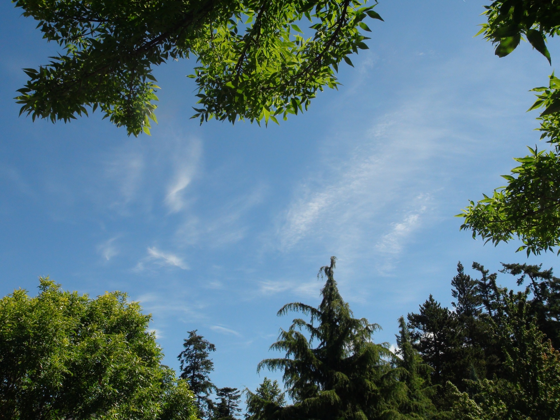 summer july clouds free photo