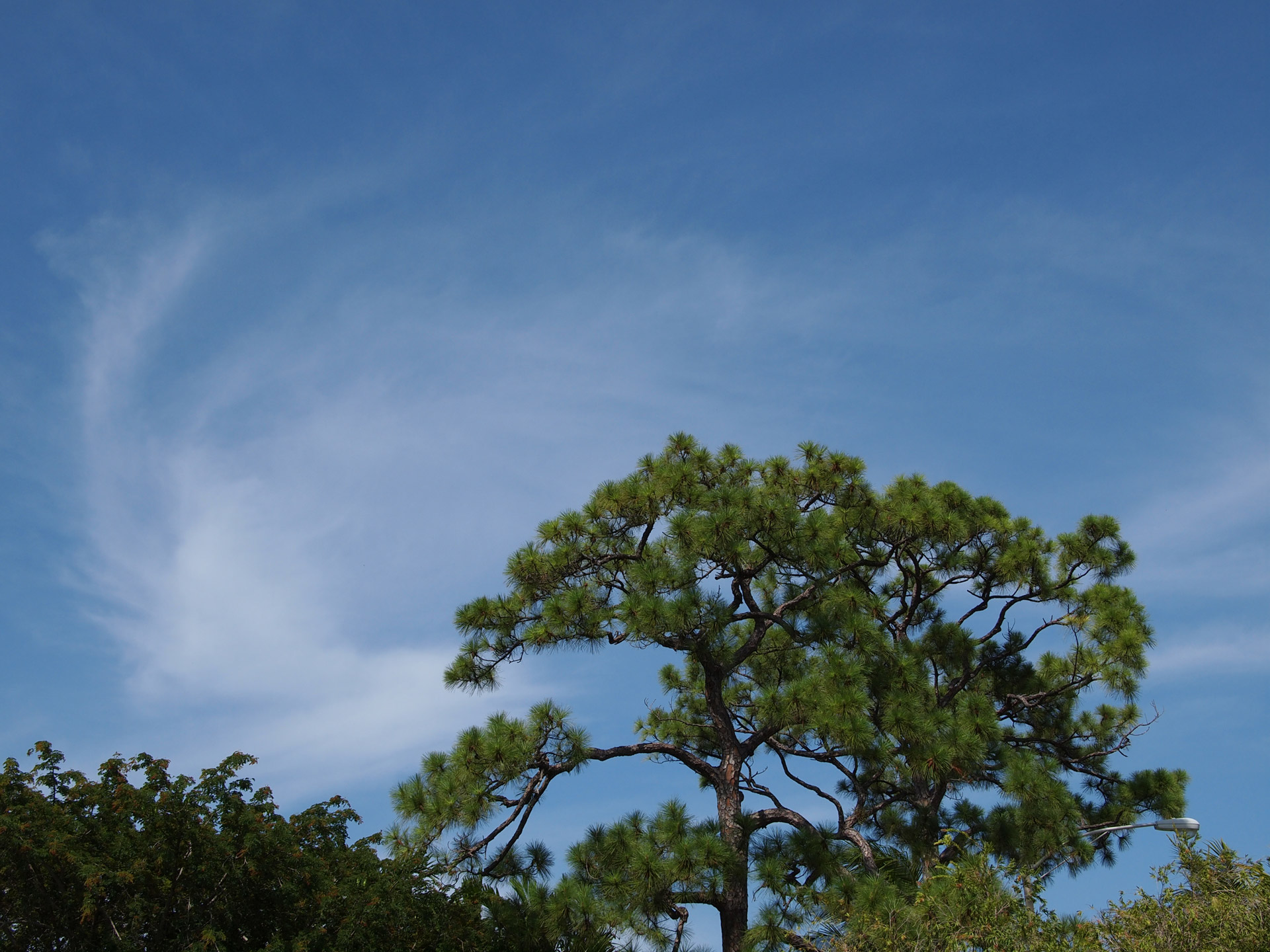 clouds trees sky free photo